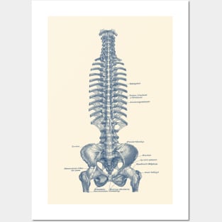 German Rib and Pelvis Diagram - Vintage Anatomy Poster Posters and Art